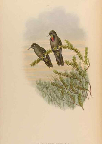 Reproducción/Reproduction 48630264522: A monograph of the Trochilidae, or family of humming-birds.. London :Henry Sothern & Co.,1887 [i.e. 1880-1887]. 
