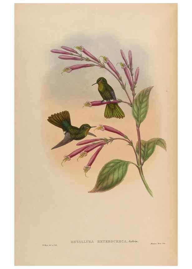 Reproducción/Reproduction 48630111316: A monograph of the Trochilidae, or family of humming-birds.. London :Henry Sothern & Co.,1887 [i.e. 1880-1887]. 