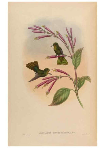 Reproducción/Reproduction 48630111316: A monograph of the Trochilidae, or family of humming-birds.. London :Henry Sothern & Co.,1887 [i.e. 1880-1887]. 
