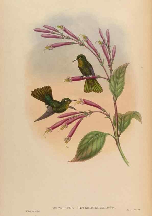 Reproducción/Reproduction 48630111316: A monograph of the Trochilidae, or family of humming-birds.. London :Henry Sothern & Co.,1887 [i.e. 1880-1887]. 