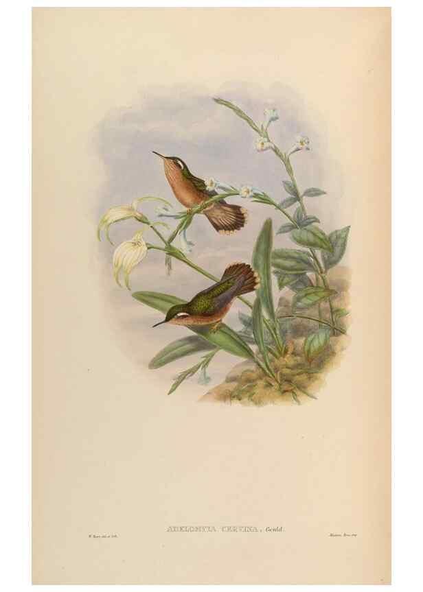 Reproducción/Reproduction 48630111651: A monograph of the Trochilidae, or family of humming-birds.. London :Henry Sothern & Co.,1887 [i.e. 1880-1887]. 
