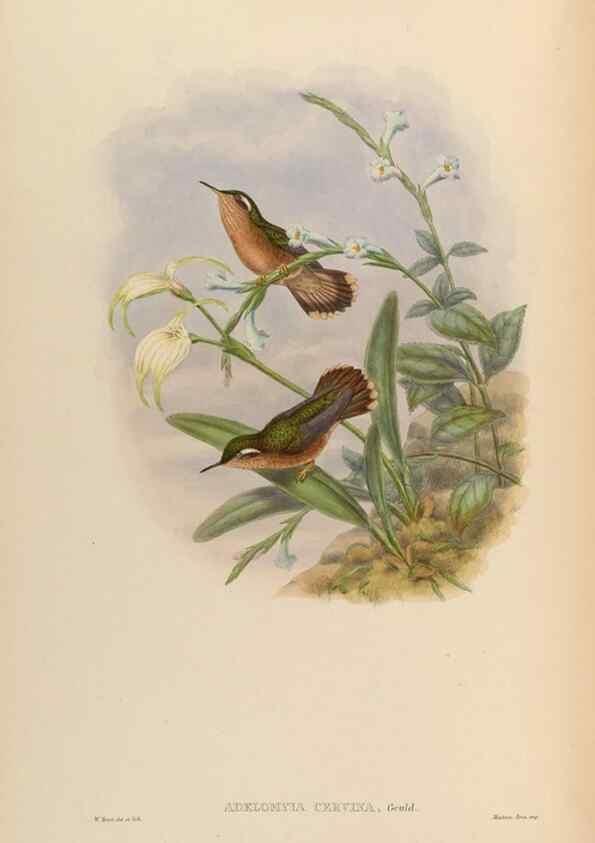 Reproducción/Reproduction 48630111651: A monograph of the Trochilidae, or family of humming-birds.. London :Henry Sothern & Co.,1887 [i.e. 1880-1887]. 