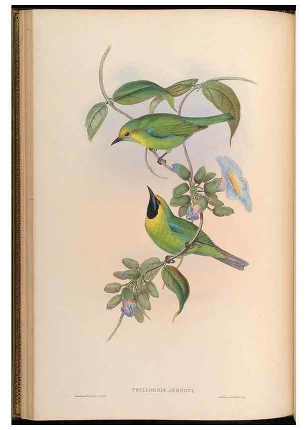 Reproducción/Reproduction 48630322467: Birds of Asia / by John Gould.. London :Printed by Taylor and Francis, pub. by the author,1850-1883.. 