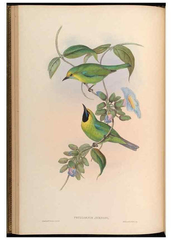 Reproducción/Reproduction 48630322467: Birds of Asia / by John Gould.. London :Printed by Taylor and Francis, pub. by the author,1850-1883.. 