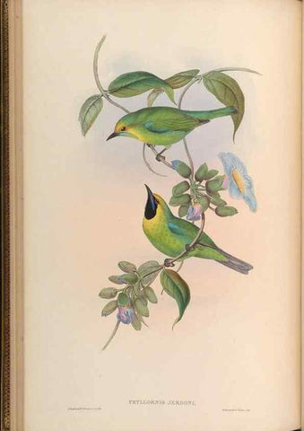 Reproducción/Reproduction 48630322467: Birds of Asia / by John Gould.. London :Printed by Taylor and Francis, pub. by the author,1850-1883.. 