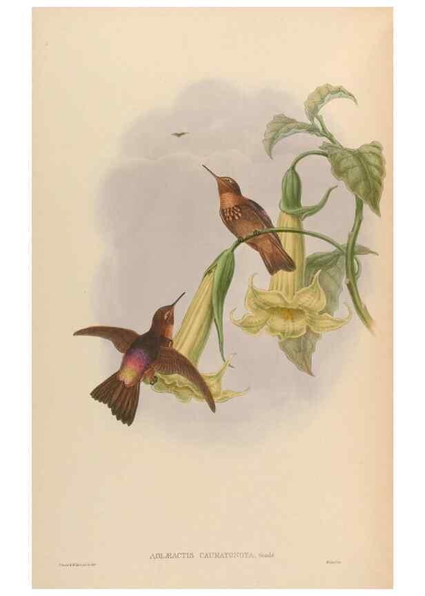 Reproducción/Reproduction 48630265762: A monograph of the Trochilidae, or family of humming-birds.. London :Henry Sothern & Co.,1887 [i.e. 1880-1887]. 