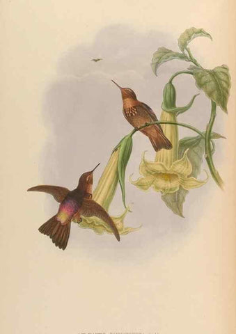 Reproducción/Reproduction 48630265762: A monograph of the Trochilidae, or family of humming-birds.. London :Henry Sothern & Co.,1887 [i.e. 1880-1887]. 