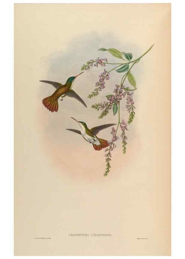 Reproducción/Reproduction 48629759558: A monograph of the Trochilidae, or family of humming-birds.. London :Henry Sothern & Co.,1887 [i.e. 1880-1887]. 