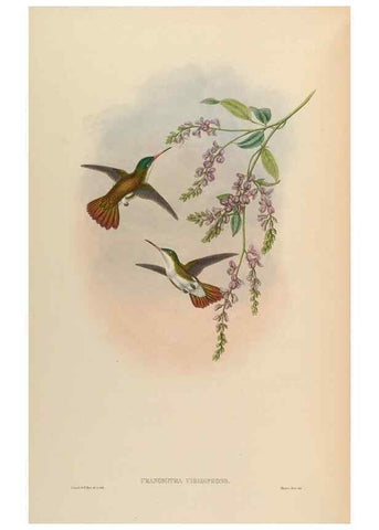 Reproducción/Reproduction 48629759558: A monograph of the Trochilidae, or family of humming-birds.. London :Henry Sothern & Co.,1887 [i.e. 1880-1887]. 