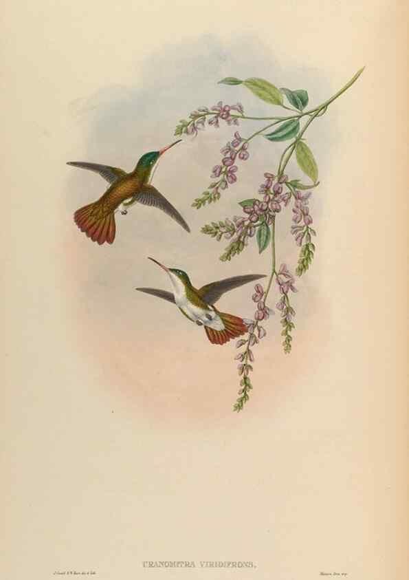 Reproducción/Reproduction 48629759558: A monograph of the Trochilidae, or family of humming-birds.. London :Henry Sothern & Co.,1887 [i.e. 1880-1887]. 