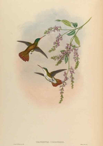 Reproducción/Reproduction 48629759558: A monograph of the Trochilidae, or family of humming-birds.. London :Henry Sothern & Co.,1887 [i.e. 1880-1887]. 