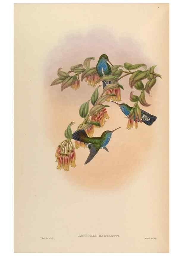 Reproducción/Reproduction 48630267047: A monograph of the Trochilidae, or family of humming-birds.. London :Henry Sothern & Co.,1887 [i.e. 1880-1887]. 