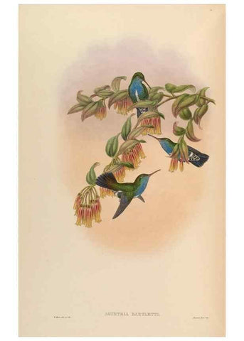 Reproducción/Reproduction 48630267047: A monograph of the Trochilidae, or family of humming-birds.. London :Henry Sothern & Co.,1887 [i.e. 1880-1887]. 