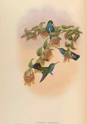 Reproducción/Reproduction 48630267047: A monograph of the Trochilidae, or family of humming-birds.. London :Henry Sothern & Co.,1887 [i.e. 1880-1887]. 