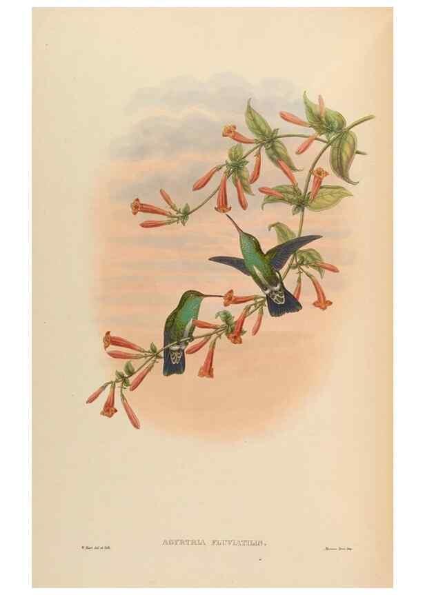 Reproducción/Reproduction 48630113986: A monograph of the Trochilidae, or family of humming-birds.. London :Henry Sothern & Co.,1887 [i.e. 1880-1887]. 
