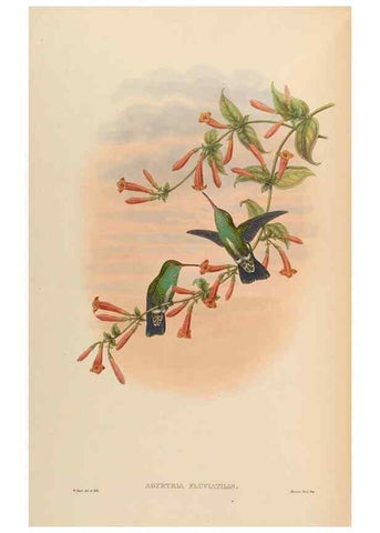 Reproducción/Reproduction 48630113986: A monograph of the Trochilidae, or family of humming-birds.. London :Henry Sothern & Co.,1887 [i.e. 1880-1887]. 