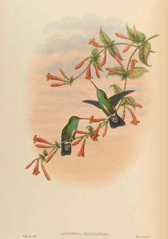 Reproducción/Reproduction 48630113986: A monograph of the Trochilidae, or family of humming-birds.. London :Henry Sothern & Co.,1887 [i.e. 1880-1887]. 
