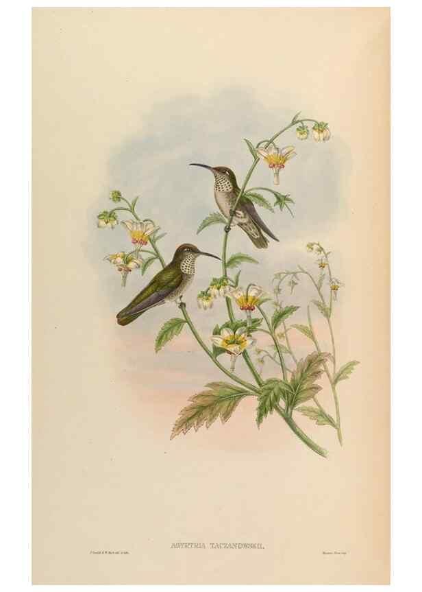 Reproducción/Reproduction 48630114446: A monograph of the Trochilidae, or family of humming-birds.. London :Henry Sothern & Co.,1887 [i.e. 1880-1887]. 