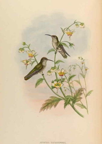 Reproducción/Reproduction 48630114446: A monograph of the Trochilidae, or family of humming-birds.. London :Henry Sothern & Co.,1887 [i.e. 1880-1887]. 