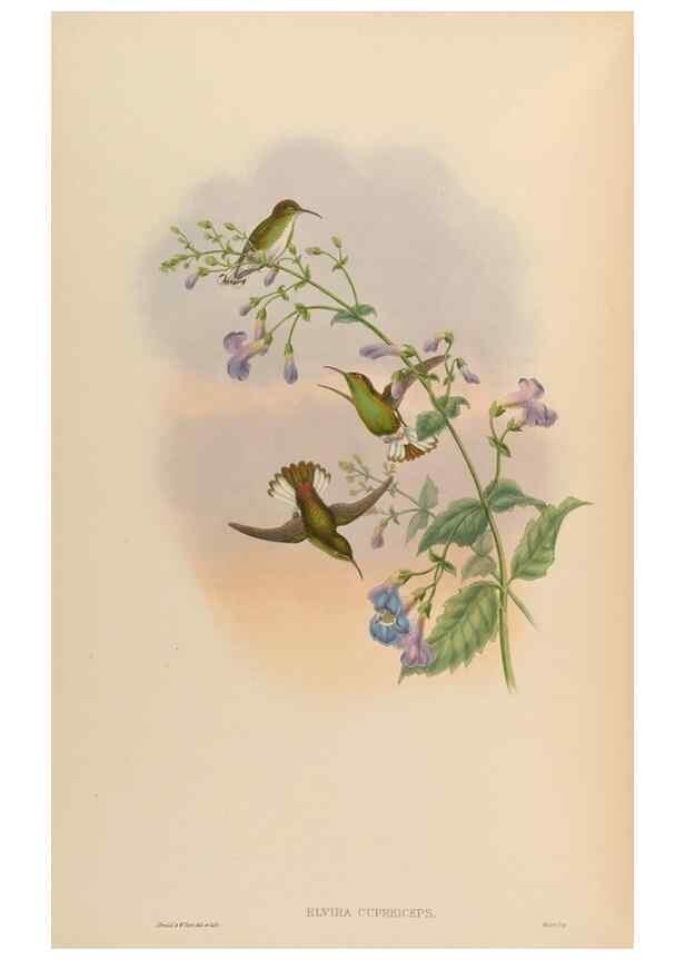 Reproducción/Reproduction 48630114756: A monograph of the Trochilidae, or family of humming-birds.. London :Henry Sothern & Co.,1887 [i.e. 1880-1887]. 