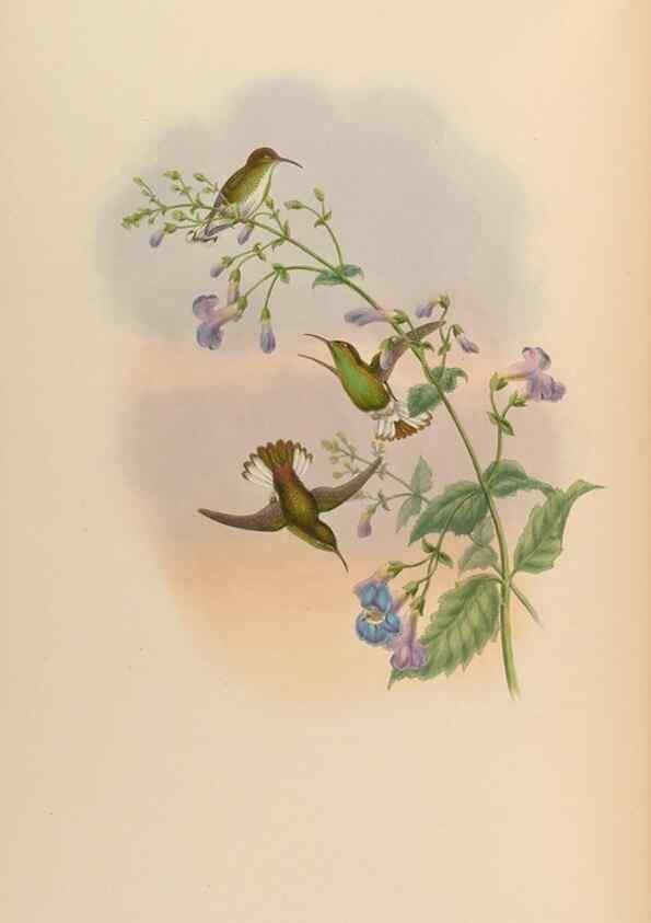 Reproducción/Reproduction 48630114756: A monograph of the Trochilidae, or family of humming-birds.. London :Henry Sothern & Co.,1887 [i.e. 1880-1887]. 
