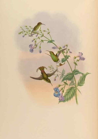 Reproducción/Reproduction 48630114756: A monograph of the Trochilidae, or family of humming-birds.. London :Henry Sothern & Co.,1887 [i.e. 1880-1887]. 
