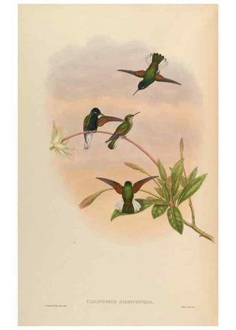 Reproducción/Reproduction 48630268772: A monograph of the Trochilidae, or family of humming-birds.. London :Henry Sothern & Co.,1887 [i.e. 1880-1887]. 
