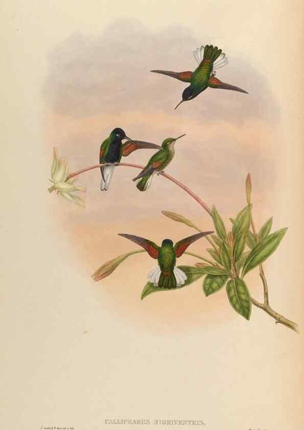 Reproducción/Reproduction 48630268772: A monograph of the Trochilidae, or family of humming-birds.. London :Henry Sothern & Co.,1887 [i.e. 1880-1887]. 