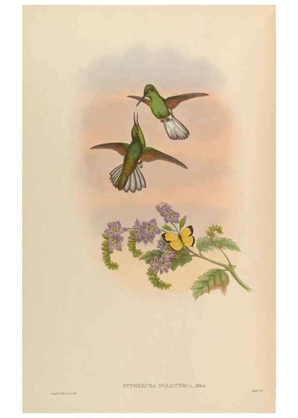 Reproducción/Reproduction 48630269147: A monograph of the Trochilidae, or family of humming-birds.. London :Henry Sothern & Co.,1887 [i.e. 1880-1887]. 