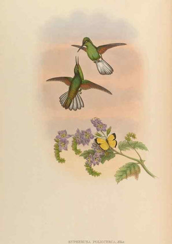 Reproducción/Reproduction 48630269147: A monograph of the Trochilidae, or family of humming-birds.. London :Henry Sothern & Co.,1887 [i.e. 1880-1887]. 