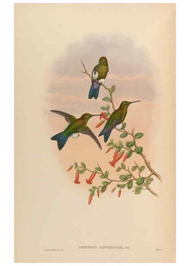 Reproducción/Reproduction 48629759198: A monograph of the Trochilidae, or family of humming-birds.. London :Henry Sothern & Co.,1887 [i.e. 1880-1887]. 