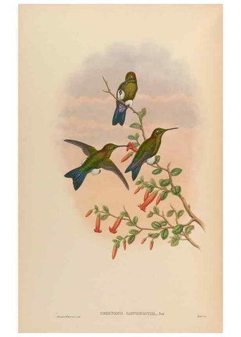 Reproducción/Reproduction 48629759198: A monograph of the Trochilidae, or family of humming-birds.. London :Henry Sothern & Co.,1887 [i.e. 1880-1887]. 