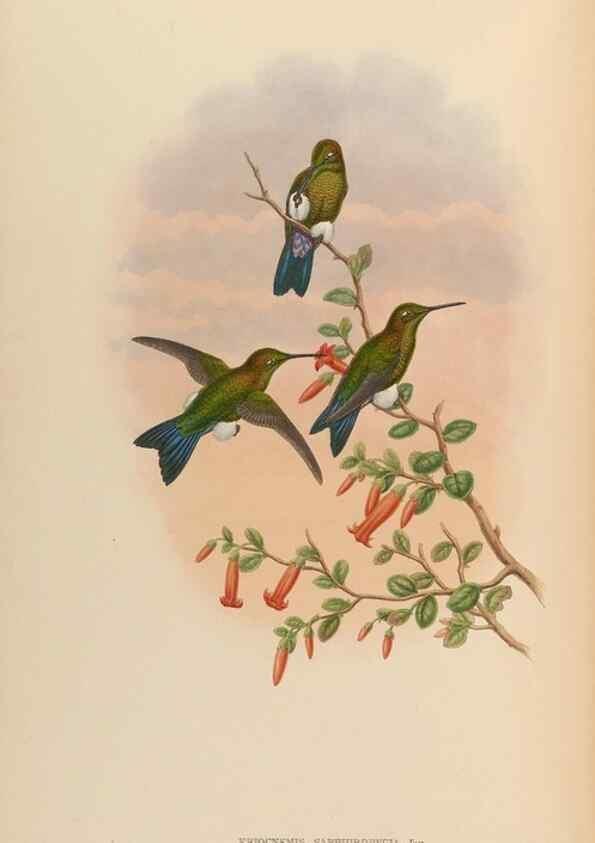 Reproducción/Reproduction 48629759198: A monograph of the Trochilidae, or family of humming-birds.. London :Henry Sothern & Co.,1887 [i.e. 1880-1887]. 