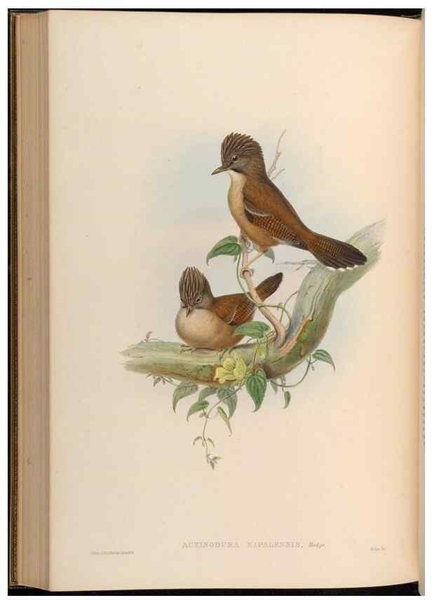 Reproducción/Reproduction 48629833063: Birds of Asia / by John Gould.. London :Printed by Taylor and Francis, pub. by the author,1850-1883.. 