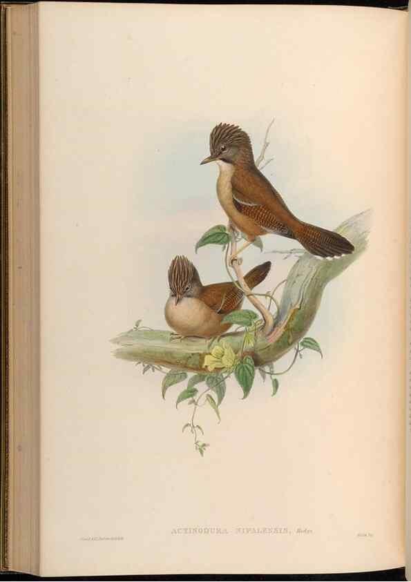 Reproducción/Reproduction 48629833063: Birds of Asia / by John Gould.. London :Printed by Taylor and Francis, pub. by the author,1850-1883.. 