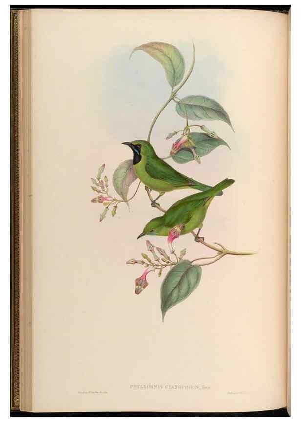 Reproducción/Reproduction 48629815988: Birds of Asia / by John Gould.. London :Printed by Taylor and Francis, pub. by the author,1850-1883.. 