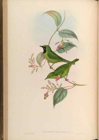 Reproducción/Reproduction 48629815988: Birds of Asia / by John Gould.. London :Printed by Taylor and Francis, pub. by the author,1850-1883.. 