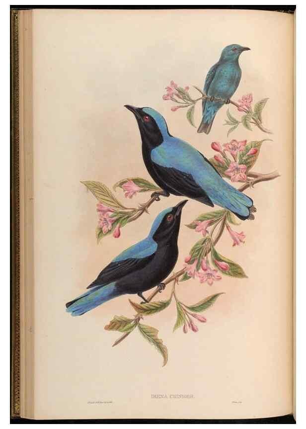 Reproducción/Reproduction 48630323647: Birds of Asia / by John Gould.. London :Printed by Taylor and Francis, pub. by the author,1850-1883.. 