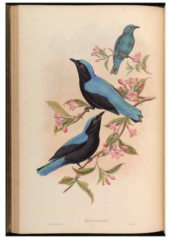 Reproducción/Reproduction 48630323647: Birds of Asia / by John Gould.. London :Printed by Taylor and Francis, pub. by the author,1850-1883.. 