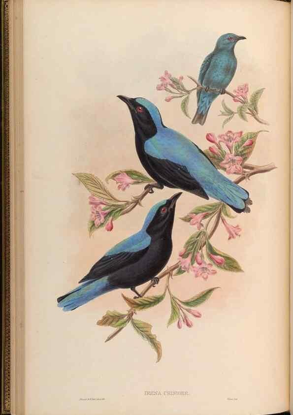 Reproducción/Reproduction 48630323647: Birds of Asia / by John Gould.. London :Printed by Taylor and Francis, pub. by the author,1850-1883.. 