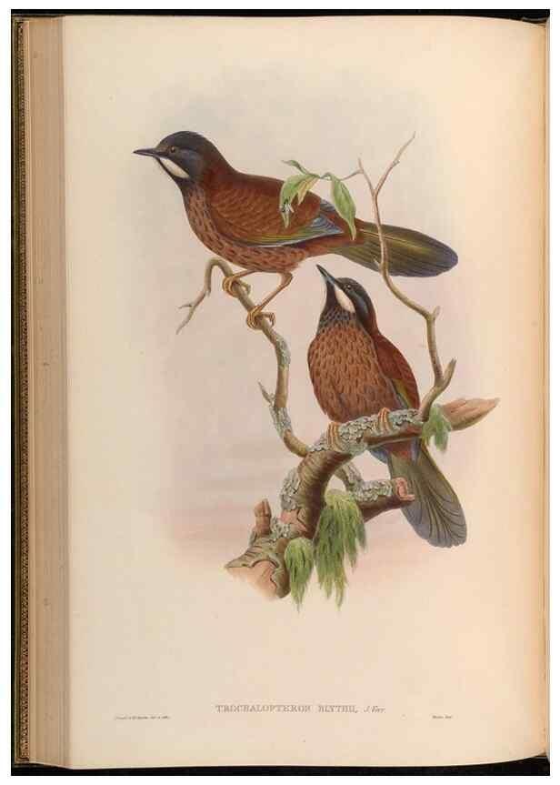 Reproducción/Reproduction 48630179851: Birds of Asia / by John Gould.. London :Printed by Taylor and Francis, pub. by the author,1850-1883.. 