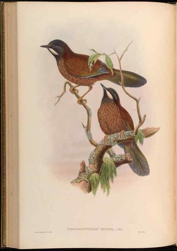 Reproducción/Reproduction 48630179851: Birds of Asia / by John Gould.. London :Printed by Taylor and Francis, pub. by the author,1850-1883.. 