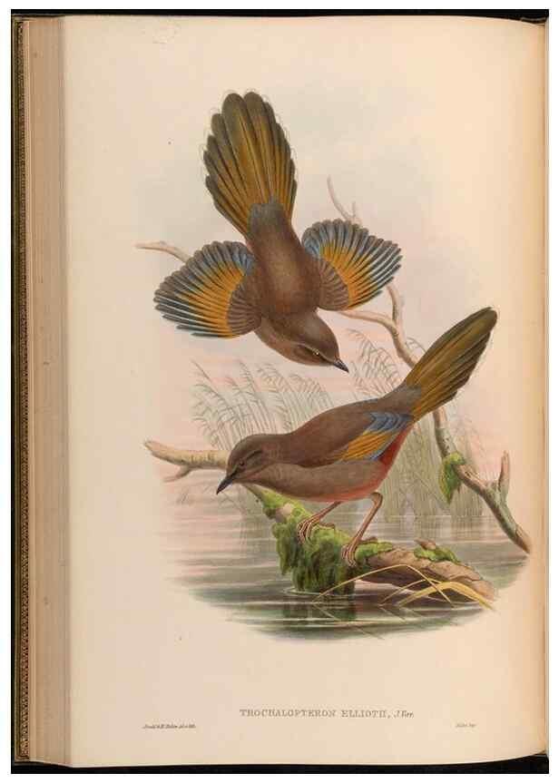 Reproducción/Reproduction 48630333732: Birds of Asia / by John Gould.. London :Printed by Taylor and Francis, pub. by the author,1850-1883.. 