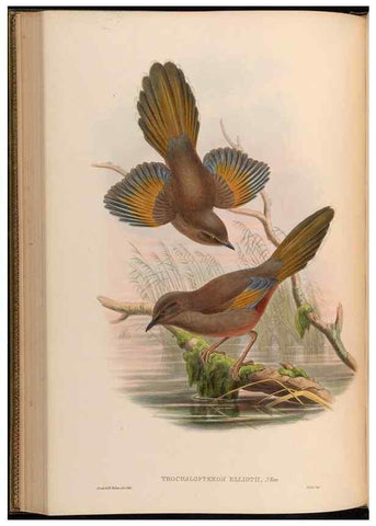 Reproducción/Reproduction 48630333732: Birds of Asia / by John Gould.. London :Printed by Taylor and Francis, pub. by the author,1850-1883.. 