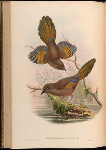 Reproducción/Reproduction 48630333732: Birds of Asia / by John Gould.. London :Printed by Taylor and Francis, pub. by the author,1850-1883.. 