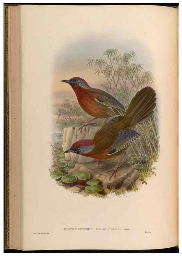 Reproducción/Reproduction 48630180816: Birds of Asia / by John Gould.. London :Printed by Taylor and Francis, pub. by the author,1850-1883.. 