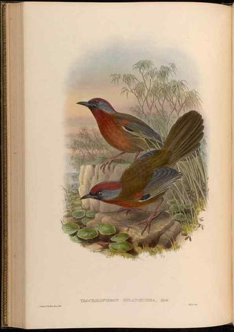 Reproducción/Reproduction 48630180816: Birds of Asia / by John Gould.. London :Printed by Taylor and Francis, pub. by the author,1850-1883.. 