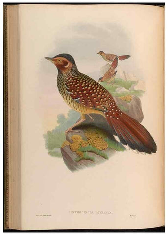 Reproducción/Reproduction 48629827543: Birds of Asia / by John Gould.. London :Printed by Taylor and Francis, pub. by the author,1850-1883.. 