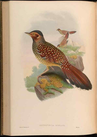 Reproducción/Reproduction 48629827543: Birds of Asia / by John Gould.. London :Printed by Taylor and Francis, pub. by the author,1850-1883.. 