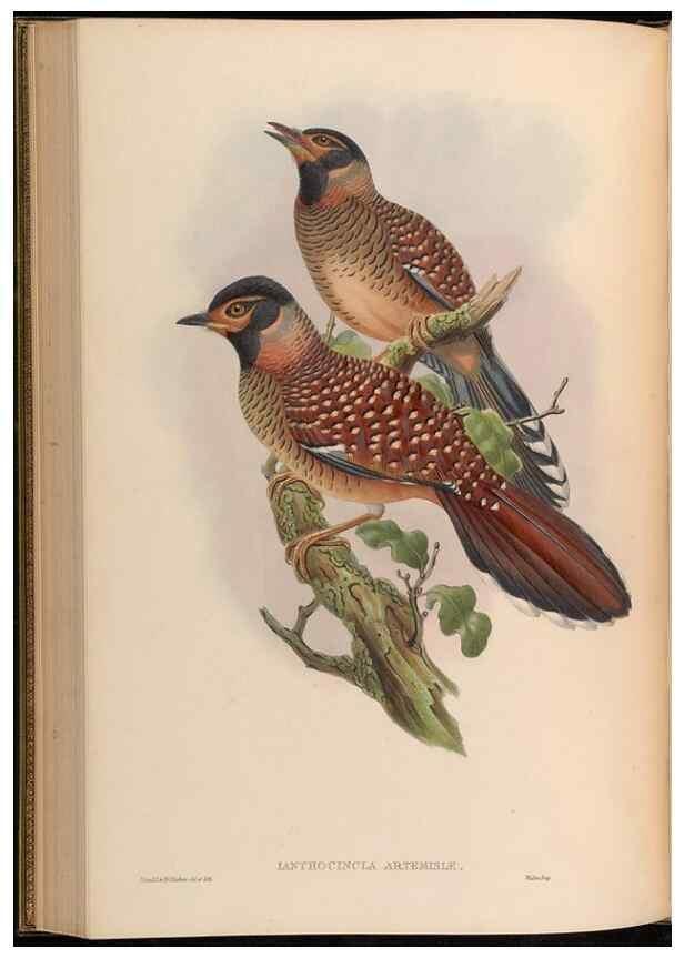 Reproducción/Reproduction 48630181581: Birds of Asia / by John Gould.. London :Printed by Taylor and Francis, pub. by the author,1850-1883.. 